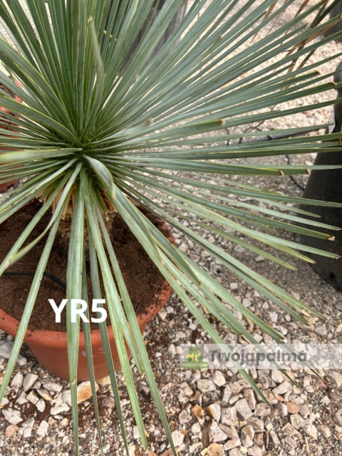 Yucca Rostrata wys. całkowita: ok. 80cm YR5