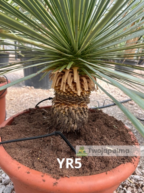 Yucca Rostrata wys. całkowita: ok. 80cm YR5