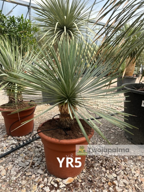 Yucca Rostrata wys. całkowita: ok. 80cm YR5