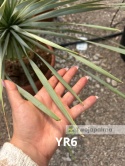 Yucca Rostrata wys. całkowita: ok. 80cm YR6