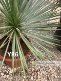 Yucca Rostrata wys. całkowita: ok. 80cm YR6