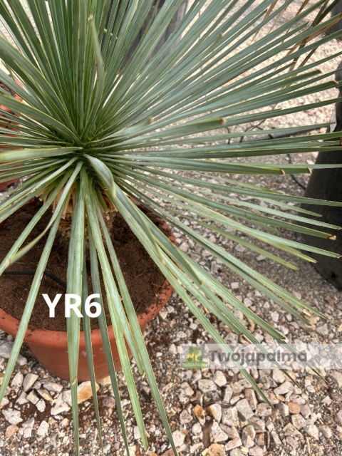 Yucca Rostrata wys. całkowita: ok. 80cm YR6