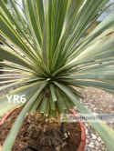 Yucca Rostrata wys. całkowita: ok. 80cm YR6