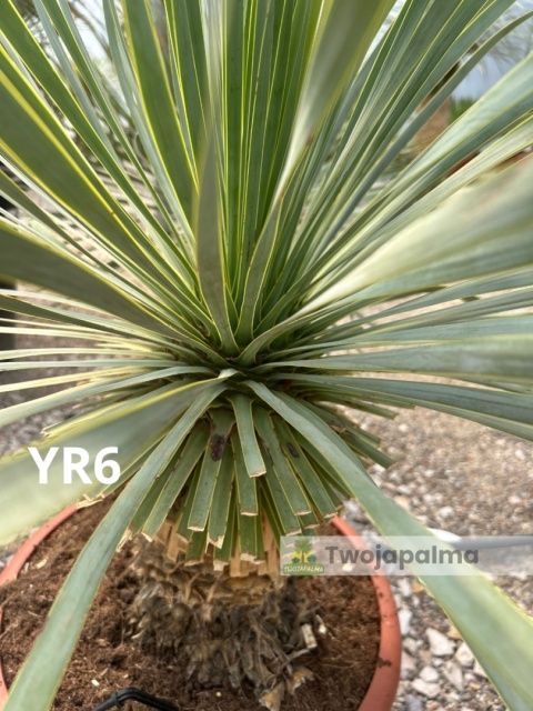 Yucca Rostrata wys. całkowita: ok. 80cm YR6