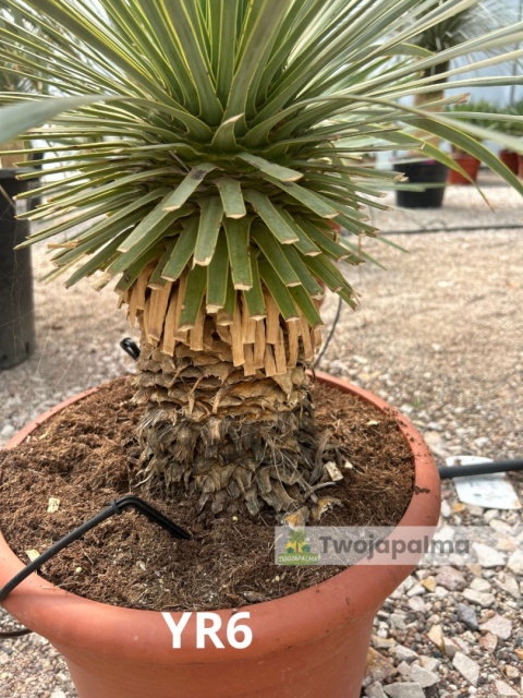 Yucca Rostrata wys. całkowita: ok. 80cm YR6