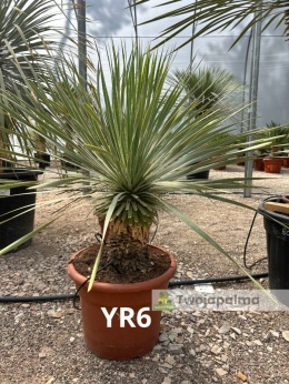 Yucca Rostrata wys. całkowita: ok. 80cm YR6