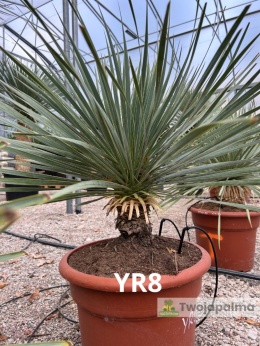 Yucca Rostrata wys. całkowita: ok. 80cm YR8