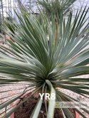 Yucca Rostrata wys. całkowita: ok. 80cm YR8