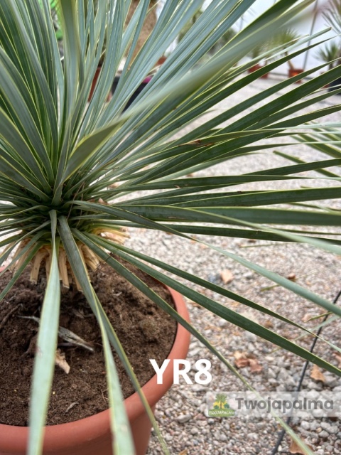 Yucca Rostrata wys. całkowita: ok. 80cm YR8