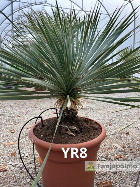 Yucca Rostrata wys. całkowita: ok. 80cm YR8