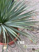 Yucca Rostrata wys. całkowita: ok. 80cm YR8