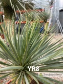 Yucca Rostrata wys. całkowita: ok. 80cm YR8