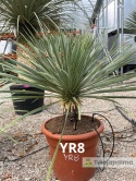 Yucca Rostrata wys. całkowita: ok. 80cm YR8