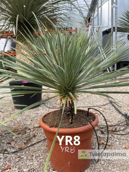 Yucca Rostrata wys. całkowita: ok. 80cm YR8