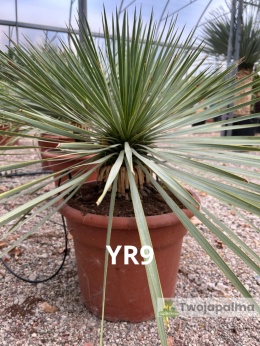 Yucca Rostrata wys. całkowita: ok. 70cm YR9