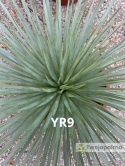 Yucca Rostrata wys. całkowita: ok. 70cm YR9