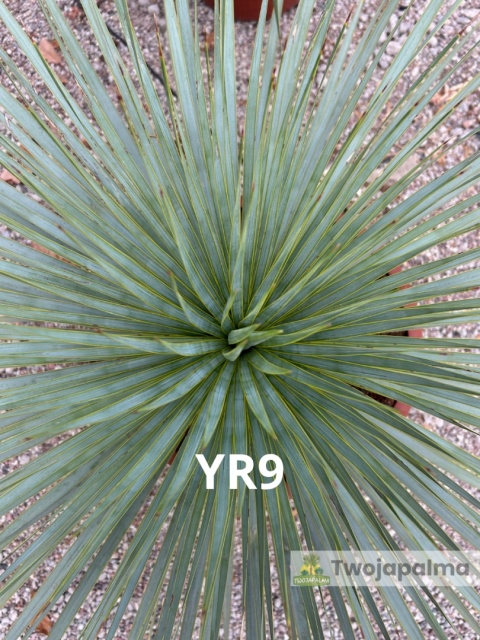 Yucca Rostrata wys. całkowita: ok. 70cm YR9