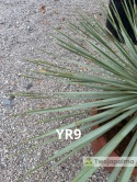 Yucca Rostrata wys. całkowita: ok. 70cm YR9