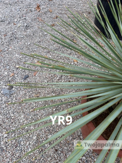 Yucca Rostrata wys. całkowita: ok. 70cm YR9