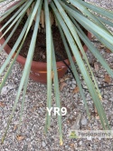Yucca Rostrata wys. całkowita: ok. 70cm YR9