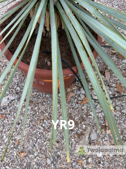 Yucca Rostrata wys. całkowita: ok. 70cm YR9
