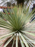Yucca Rostrata wys. całkowita: ok. 70cm YR9