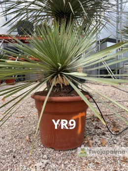 Yucca Rostrata wys. całkowita: ok. 70cm YR9