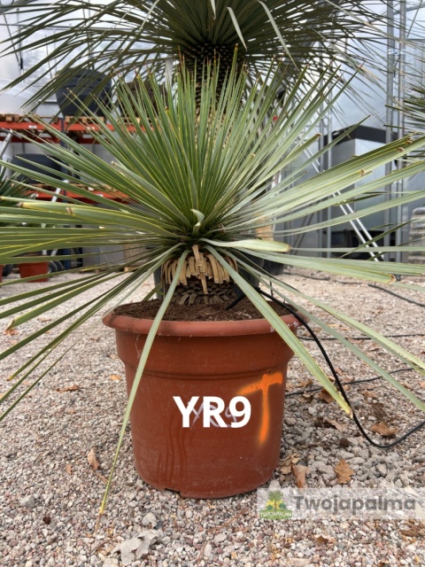 Yucca Rostrata wys. całkowita: ok. 70cm YR9