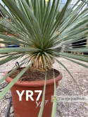 Yucca Rostrata wys. całkowita: ok. 80cm YR7