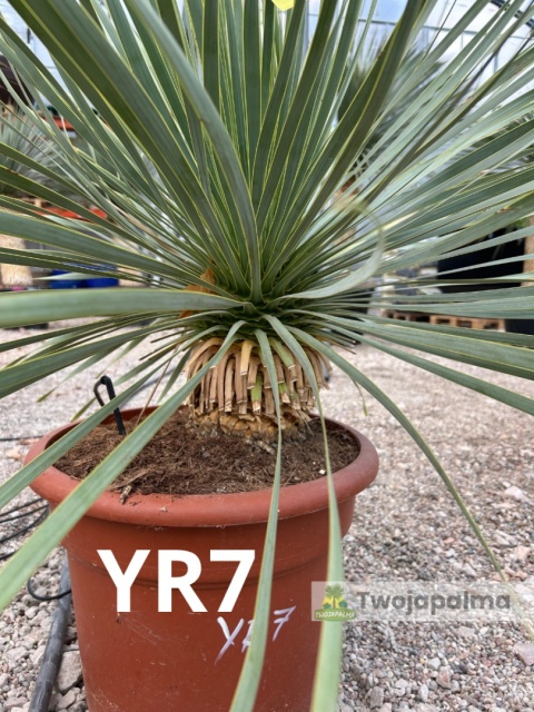 Yucca Rostrata wys. całkowita: ok. 80cm YR7