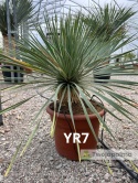 Yucca Rostrata wys. całkowita: ok. 80cm YR7