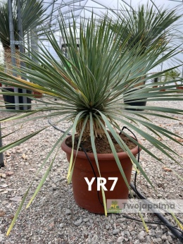 Yucca Rostrata wys. całkowita: ok. 80cm YR7