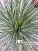 Yucca Rostrata wys. całkowita: ok. 80cm YR7