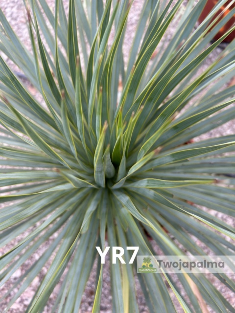 Yucca Rostrata wys. całkowita: ok. 80cm YR7