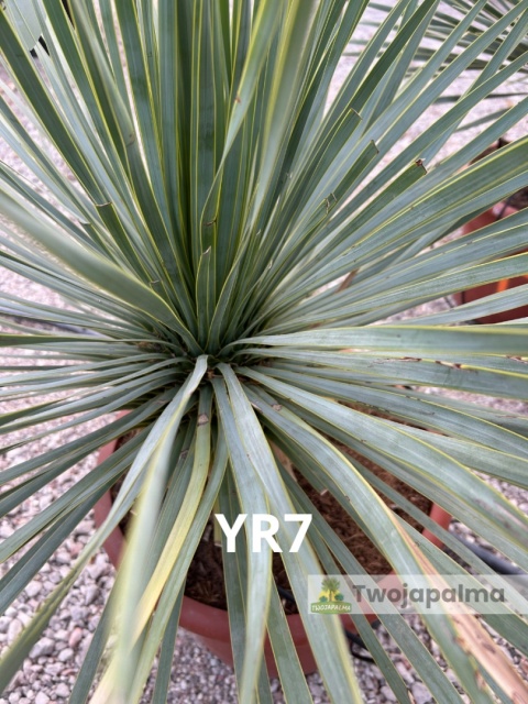 Yucca Rostrata wys. całkowita: ok. 80cm YR7
