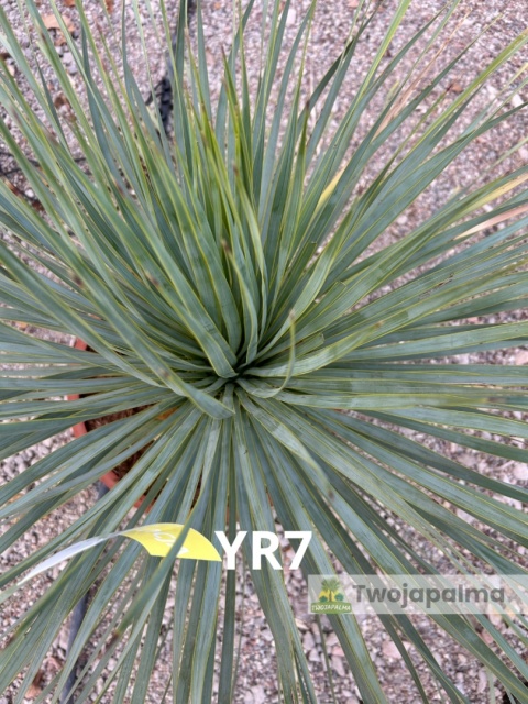 Yucca Rostrata wys. całkowita: ok. 80cm YR7
