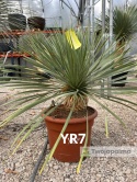 Yucca Rostrata wys. całkowita: ok. 80cm YR7