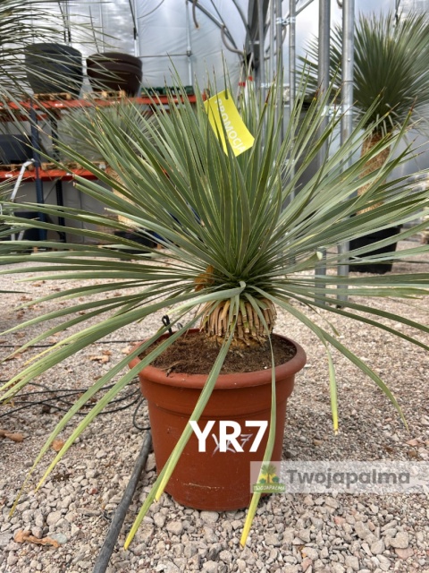 Yucca Rostrata wys. całkowita: ok. 80cm YR7