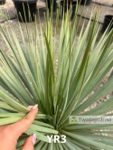 Yucca Rostrata wys. całkowita: ok. 80cm YR3