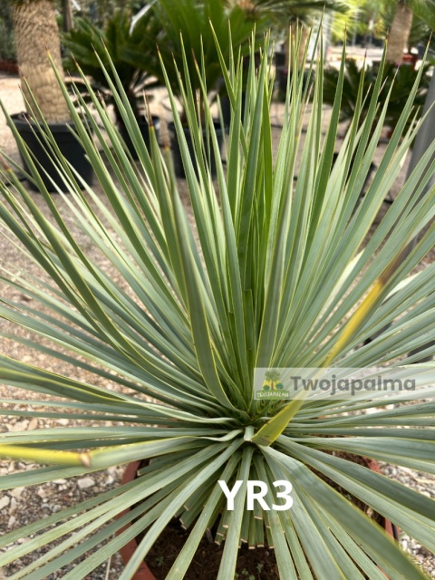 Yucca Rostrata wys. całkowita: ok. 80cm YR3