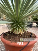 Yucca Rostrata wys. całkowita: ok. 80cm YR3