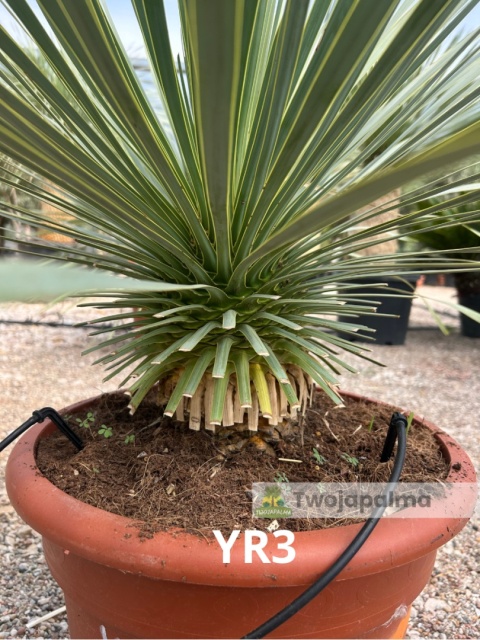 Yucca Rostrata wys. całkowita: ok. 80cm YR3
