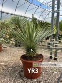 Yucca Rostrata wys. całkowita: ok. 80cm YR3