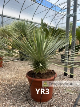 Yucca Rostrata wys. całkowita: ok. 80cm YR3