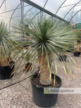 Yucca Rostrata wys.pnia: 80cm, wys. całkowita z donicą: ok. 180cm YR09