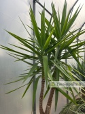 Yucca elephantipes - Juka słoniowa wysokość całkowita: ok. 250cm