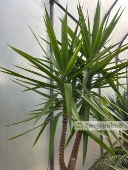 Yucca elephantipes - Juka słoniowa wysokość całkowita: ok. 250cm