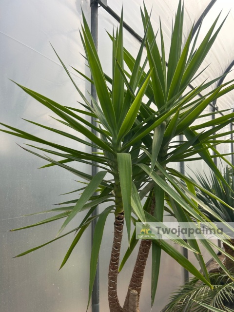 Yucca elephantipes - Juka słoniowa wysokość całkowita: ok. 250cm