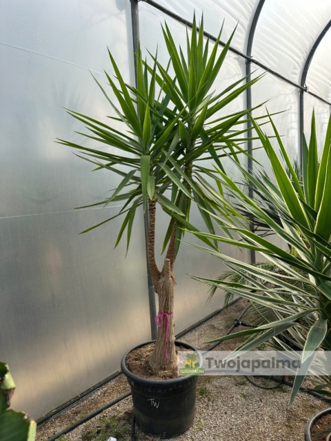 Yucca elephantipes - Juka słoniowa wysokość całkowita: ok. 250cm