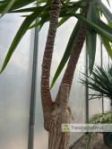 Yucca elephantipes - Juka słoniowa wysokość całkowita: ok. 250cm